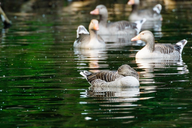 Gänse schwimmen in einem See