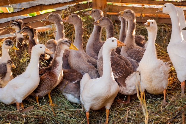 Gänse und Enten sitzen auf einem Bauernhof in einem Holzschuppen, die Sonnenstrahlen fallen auf sie