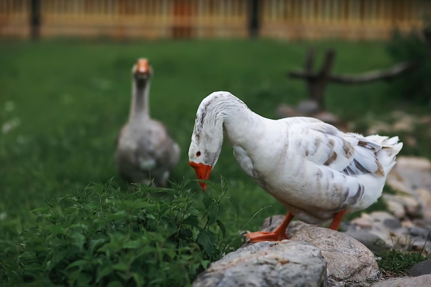 Gänse und Schafe auf einem Bauernhof