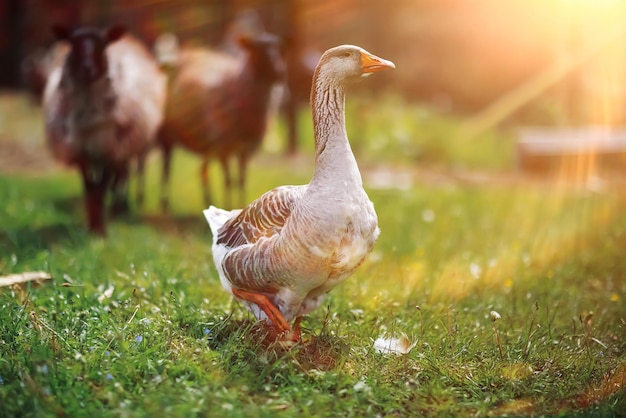 Gänse und Schafe auf einem Bauernhof