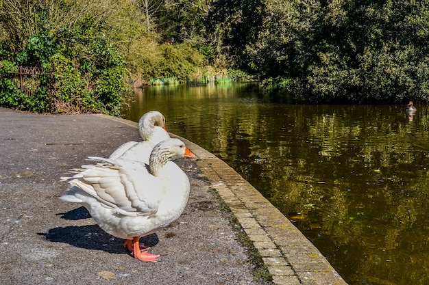 Gänse und Schwäne auf einem Teich in einem Park