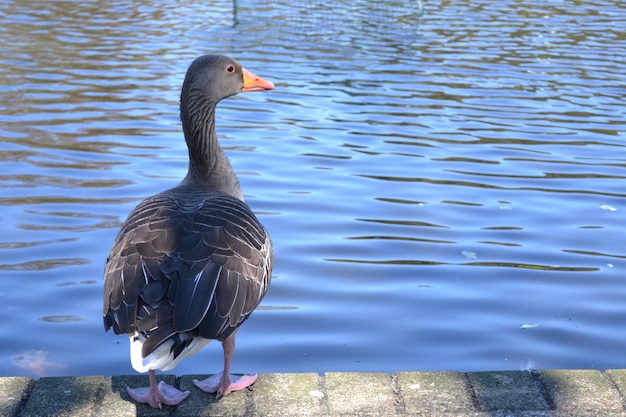 Foto gänse und schwäne auf einem teich in einem park