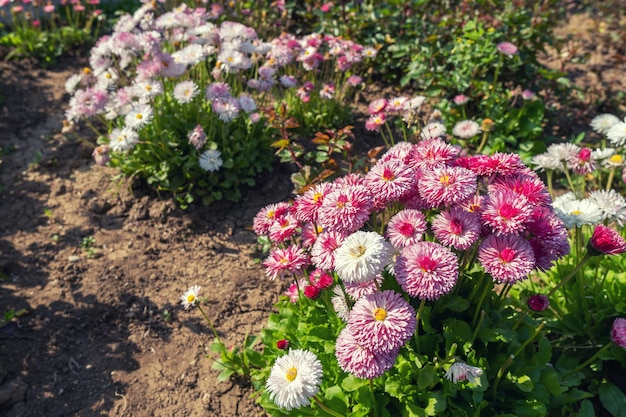 Gänseblümchen auf Blumenbeet