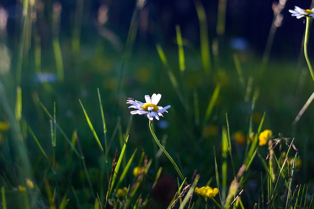 Gänseblümchen auf dem Feld, Gras- und Blütenblumenkopf, Bokeh und Unschärfe fokussieren Hintergrund. Naturhintergrund. Grüne und gelbe Farben in der Natur.