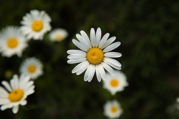 Gänseblümchen auf dem Feld im Frühjahr