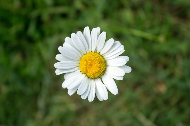 Gänseblümchen auf dem Feld im Frühjahr