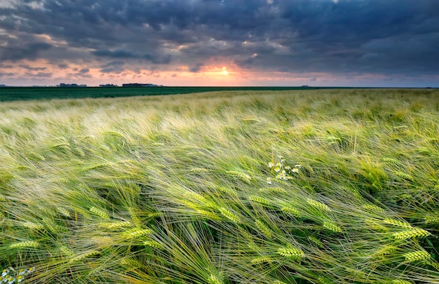 Gänseblümchen auf dem Weizenfeld bei Sonnenuntergang