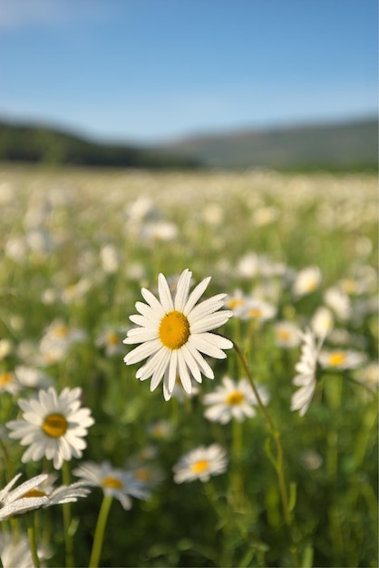 Gänseblümchen auf der Wiese am Morgen