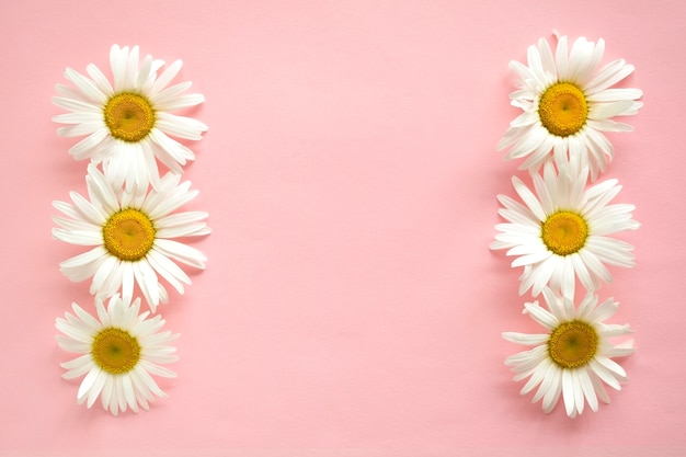 Gänseblümchen auf einem rosa Pastellhintergrund. Copyspace, Draufsicht.