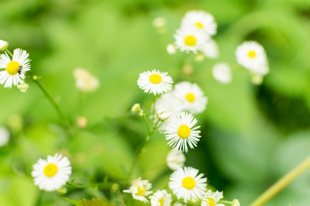 Gänseblümchen auf grünem Hintergrund