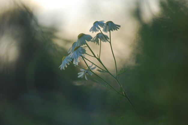 Gänseblümchen bei Sonnenuntergang im Wald. Frühling Hintergrund