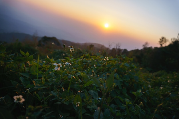 Gänseblümchen blüht bei Sonnenaufgang