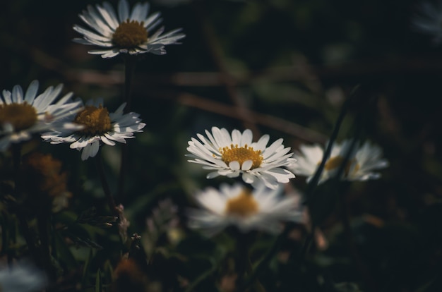 Gänseblümchen blüht Hintergrund