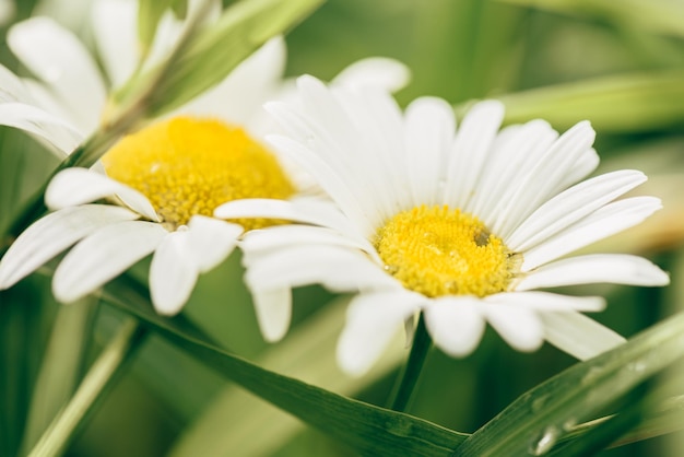 Gänseblümchen-Blumen auf Rasen mit Wassertropfen