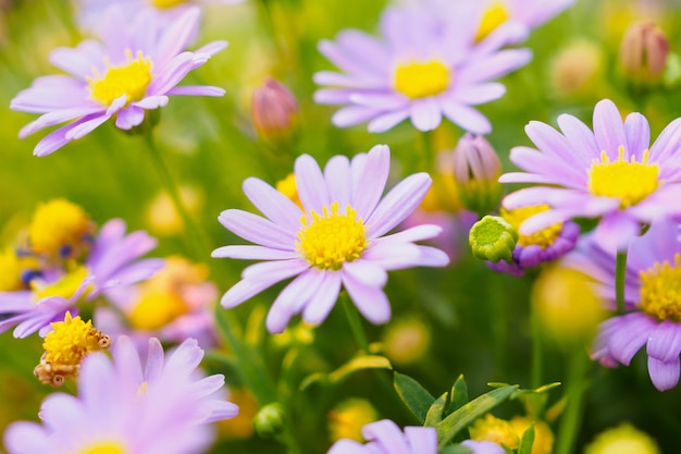 Gänseblümchen Blumen