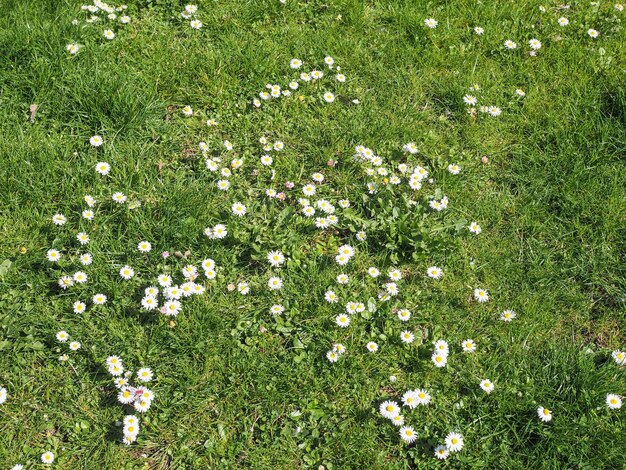 Gänseblümchen-Blumenhintergrund