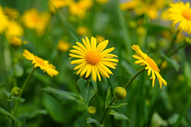 Gänseblümchen-Blumenmakro