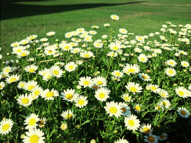 Gänseblümchen, die im Park wachsen