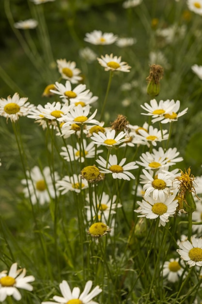 Gänseblümchen enthalten Tannine, Saponozyten, ätherische Öle, organische Säuren und Saponine