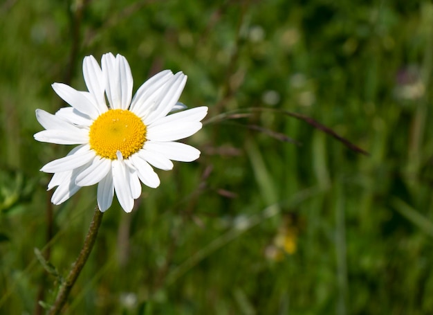 Gänseblümchen, Gänsblümchen aus der Nähe, Blumenhintergrund, Einzelblume