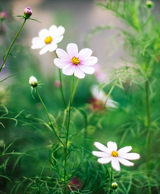 Gänseblümchen Garten Gartenarbeit Blumen und Natur Stilkonzept