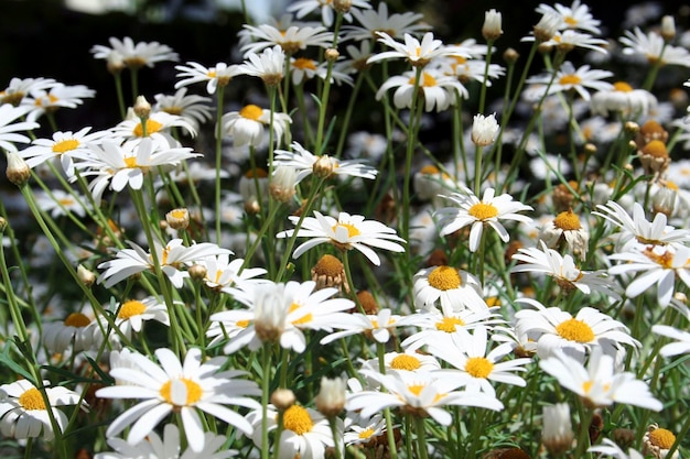 Gänseblümchen hautnah