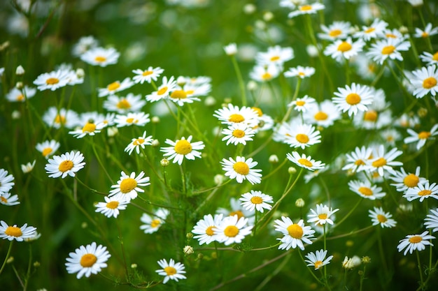 Gänseblümchen im Bereich Frühling und Sommer Thema schöne Landschaft