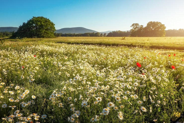 Foto gänseblümchen im feld nahe den bergen. wiese mit blumen bei sonnenaufgang.