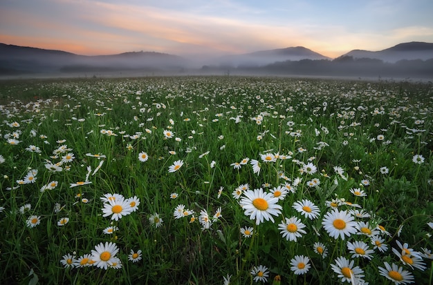 Gänseblümchen im Feld nahe den Bergen. Wiese mit Blumen und Nebel bei Sonnenuntergang.