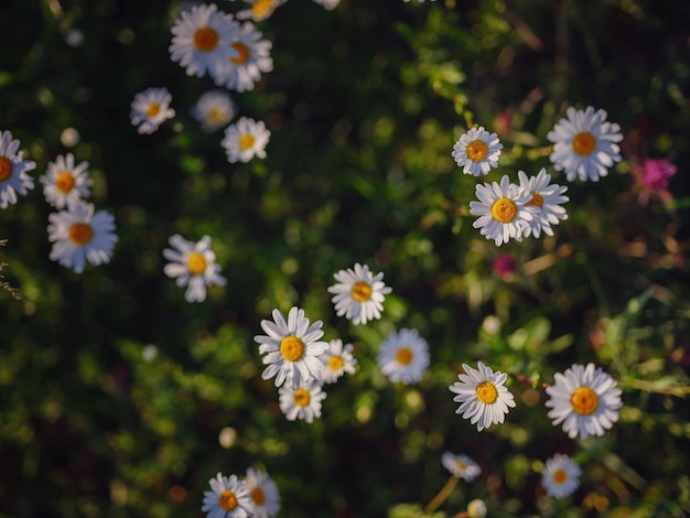 Gänseblümchen im sonnigen Frühlingsgarten schöner Blumenhintergrund im Freien fotografiert mit selektivem Fokus