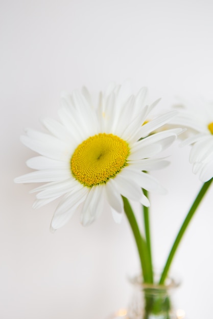 Gänseblümchen im Vase auf einem alten Holztisch