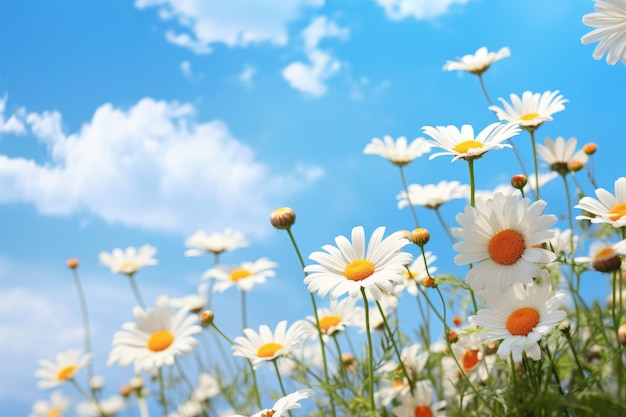 Gänseblümchen in einem Blumenfeld