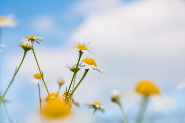 Gänseblümchen in einem Feld. Blumenhintergrund. Geringe Schärfentiefe