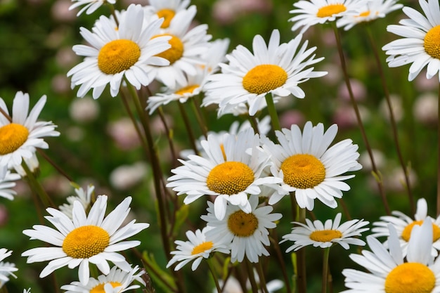 Gänseblümchen in einem Feld Nahaufnahme Sommertag