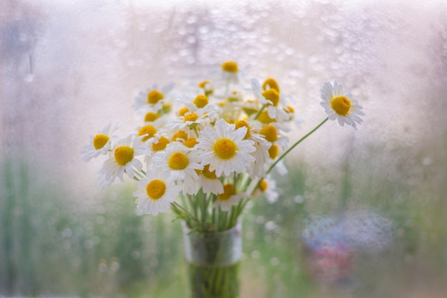 Gänseblümchen in einer Vase in der Nähe des Fensters