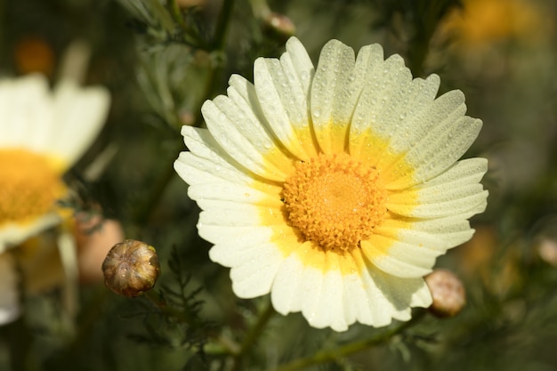 Gänseblümchen mit Tautropfen