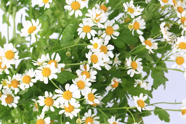 Gänseblümchen mit weichem Fokus auf weißem Hintergrund