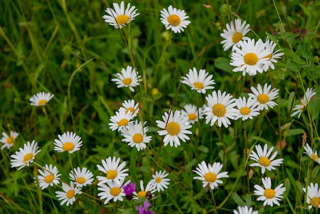 Gänseblümchen mit Zaun in offener Landschaft