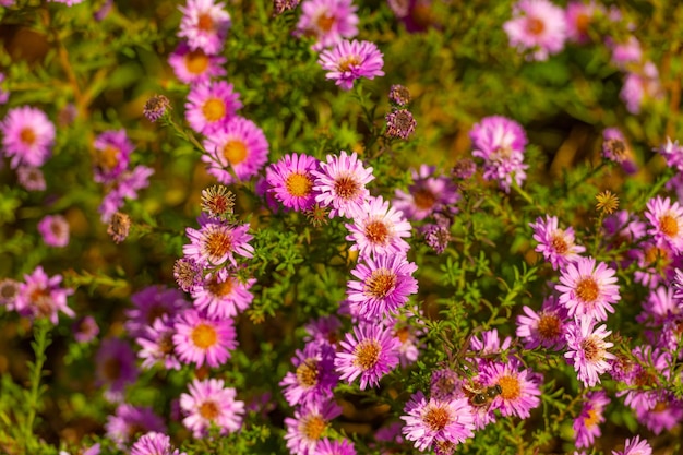 Gänseblümchen Osteospermum Blumen Blumenhintergrund blühende Naturschönheit