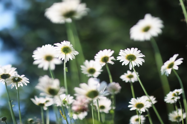 Gänseblümchen- und Jasminstrauch im Sommer