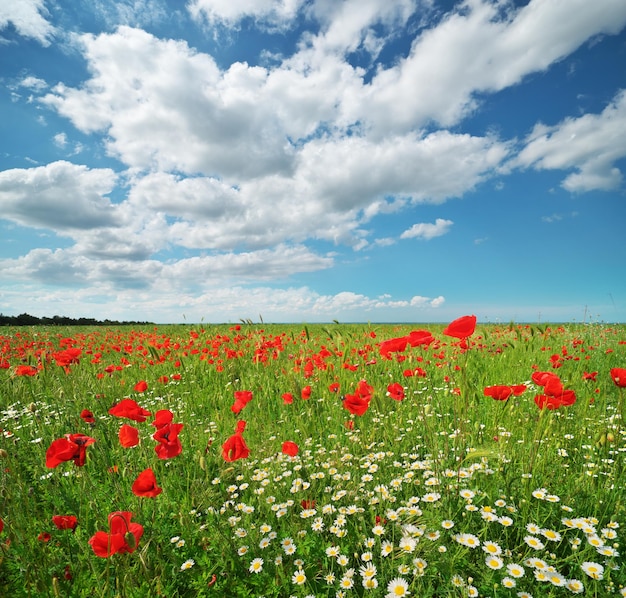 Gänseblümchen- und Mohnblumenfrühlingswiese