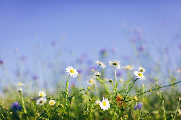 Gänseblümchen und Wildblumen auf der Wiese bei Sonnenuntergang