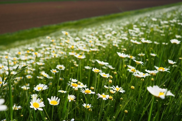 Gänseblümchen wachsen auf dem Feld Matricaria Chamomilla als medizinisches Kosmetik- und Aromamittel auf einem Feld o