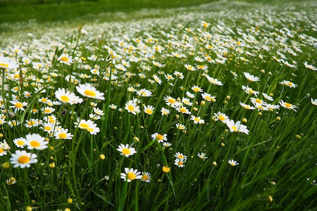 Gänseblümchen wachsen auf dem Feld Matricaria chamomilla als medizinisches, kosmetisches und aromatisches Mittel Ein Feld mit schönen Gänseblümchen Wiese wilde weiße und gelbe Blume Landwirtschaftliches Feld mit Unkraut bewachsen