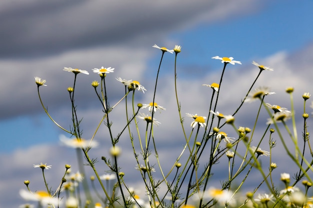 Gänseblümchen wachsen auf dem Feld