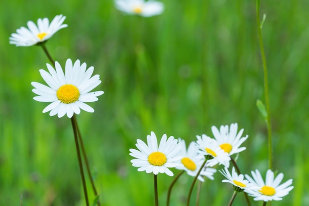 Gänseblümchen Wiese