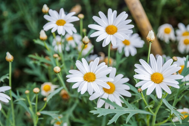 Gänseblümchen