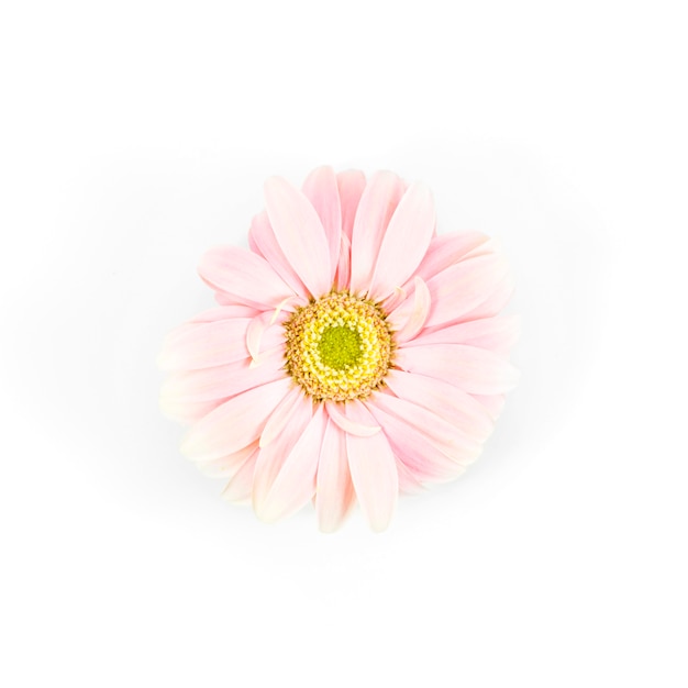 Gänseblümchen