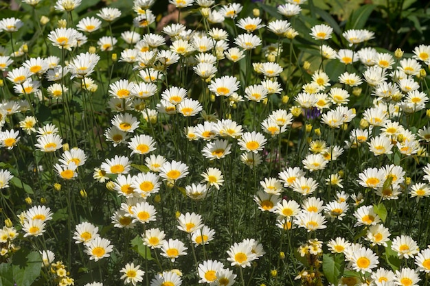 Gänseblümchen