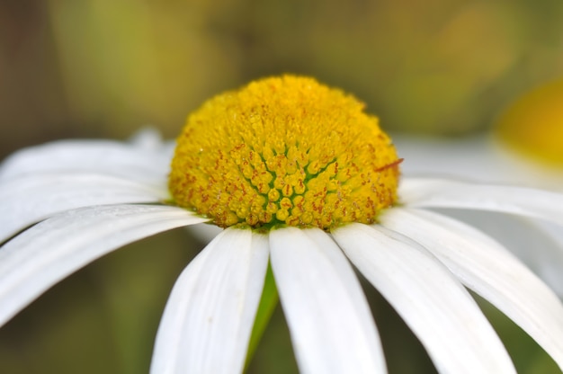 Gänseblümchenblüten